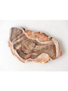 SH98 versteinertes Holz silifiziert beidseitig polierte Scheibe 110 g 95 mm