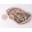 SH98 versteinertes Holz silifiziert beidseitig polierte Scheibe 110 g 95 mm