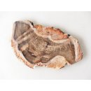 SH98 versteinertes Holz silifiziert beidseitig polierte Scheibe 110 g 95 mm