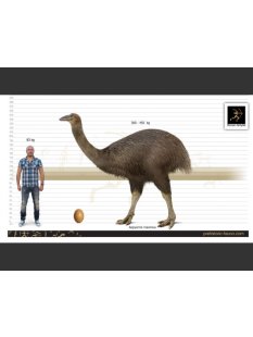 1 Fragment Nr. 06 vom gr&ouml;&szlig;ten Ei der Welt ! Aepyornis maximus Elefantenvogel Ei aus Madagaskar