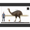 1 Fragment Nr. 06 vom gr&ouml;&szlig;ten Ei der Welt ! Aepyornis maximus Elefantenvogel Ei aus Madagaskar