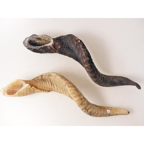 Schafshorn unbehandelt roh 30 cm = Code C