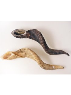 Schafshorn unbehandelt roh 30 cm = Code C