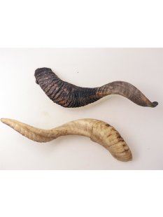 Schafshorn unbehandelt roh 30 cm = Code C