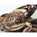 Horn Figurengruppe Schildkr&ouml;tenschwarm 25 cm =  Code O