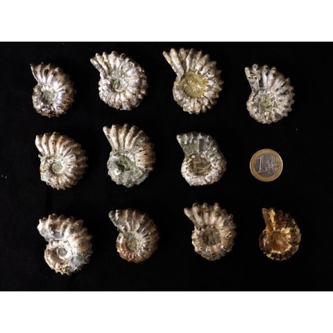 Traktor Rippen Ammonit Douvilleiceras natur 1 St&uuml;ck 35-40 mm 20-40 g Code Z