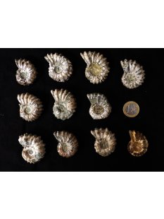 Traktor Rippen Ammonit Douvilleiceras natur 1 St&uuml;ck...