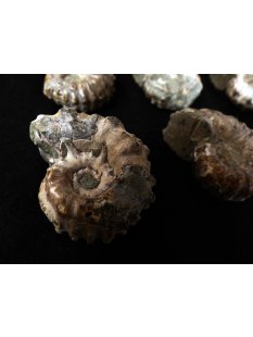 Traktor Rippen Ammonit Douvilleiceras natur 1 St&uuml;ck 35-40 mm 20-40 g Code Z