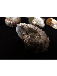 Traktor Rippen Ammonit Douvilleiceras natur 1 St&uuml;ck 35-40 mm 20-40 g Code Z