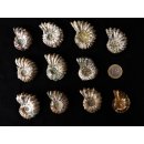 Traktor Rippen Ammonit Douvilleiceras natur 1 St&uuml;ck 35-40 mm 20-40 g Code Z