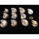 Traktor Rippen Ammonit Douvilleiceras natur 1 St&uuml;ck 35-40 mm 20-40 g Code Z