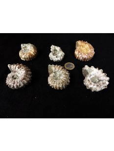 Traktor Rippen Ammonit Douvilleiceras natur 1 St&uuml;ck...