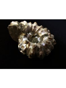 Traktor Rippen Ammonit Douvilleiceras natur 1 St&uuml;ck 41-50 mm 41-100 g Code A