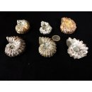 Traktor Rippen Ammonit Douvilleiceras natur 1 St&uuml;ck 41-50 mm 41-100 g Code A