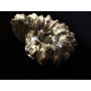 Traktor Rippen Ammonit Douvilleiceras natur 1 St&uuml;ck 41-50 mm 41-100 g Code A