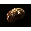 Traktor Rippen Ammonit Douvilleiceras natur 1 St&uuml;ck 41-50 mm 41-100 g Code A