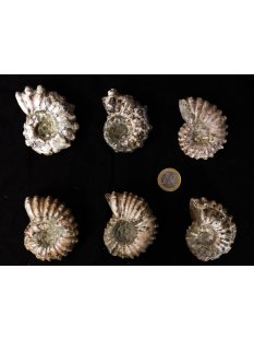 Traktor Rippen Ammonit Douvilleiceras natur 1 St&uuml;ck...