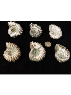 Traktor Rippen Ammonit Douvilleiceras natur 1 St&uuml;ck...