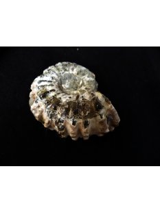 Traktor Rippen Ammonit Douvilleiceras natur 1 St&uuml;ck 51-60 mm 95-120 g Code D