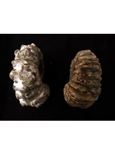 Traktor Rippen Ammonit Douvilleiceras natur 1 St&uuml;ck 51-60 mm 95-120 g Code D