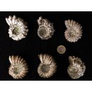 Traktor Rippen Ammonit Douvilleiceras natur 1 St&uuml;ck 51-60 mm 95-120 g Code D