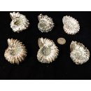 Traktor Rippen Ammonit Douvilleiceras natur 1 St&uuml;ck 51-60 mm 95-120 g Code D