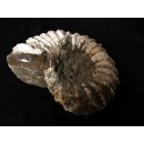Traktor Rippen Ammonit Douvilleiceras natur 1 St&uuml;ck 51-60 mm 95-120 g Code D