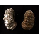 Traktor Rippen Ammonit Douvilleiceras natur 1 St&uuml;ck 51-60 mm 95-120 g Code D