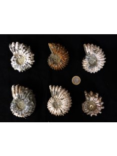 Traktor Rippen Ammonit Douvilleiceras natur 1 St&uuml;ck...