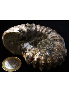 Traktor Rippen Ammonit Douvilleiceras natur 1 St&uuml;ck 50-65 mm 125-280 g Code F