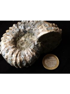 Traktor Rippen Ammonit Douvilleiceras natur 1 St&uuml;ck 50-65 mm 125-280 g Code F