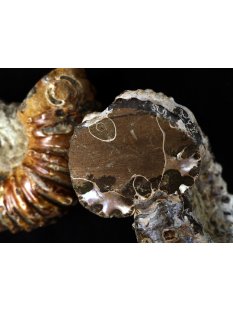 Traktor Rippen Ammonit Douvilleiceras natur 1 St&uuml;ck 50-65 mm 125-280 g Code F