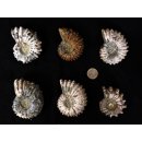 Traktor Rippen Ammonit Douvilleiceras natur 1 St&uuml;ck 50-65 mm 125-280 g Code F