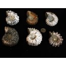 Traktor Rippen Ammonit Douvilleiceras natur 1 St&uuml;ck 50-65 mm 125-280 g Code F