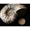 Traktor Rippen Ammonit Douvilleiceras natur 1 St&uuml;ck 50-65 mm 125-280 g Code F