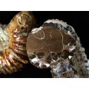 Traktor Rippen Ammonit Douvilleiceras natur 1 St&uuml;ck 50-65 mm 125-280 g Code F