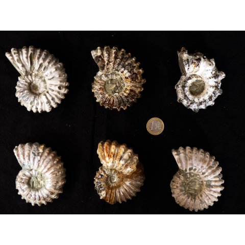 Traktor Rippen Ammonit Douvilleiceras natur 1 St&uuml;ck 65-80 mm 200-300 g Code G