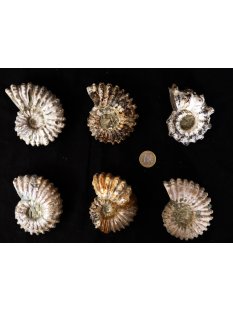 Traktor Rippen Ammonit Douvilleiceras natur 1 St&uuml;ck...