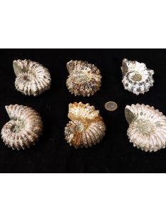 Traktor Rippen Ammonit Douvilleiceras natur 1 St&uuml;ck...