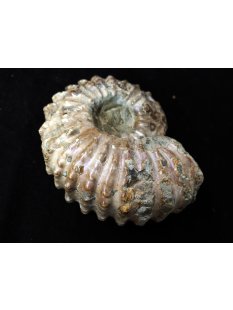 Traktor Rippen Ammonit Douvilleiceras natur 1 St&uuml;ck 65-80 mm 200-300 g Code G