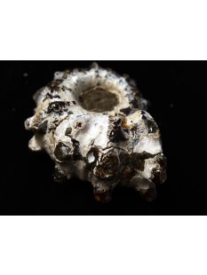 Traktor Rippen Ammonit Douvilleiceras natur 1 St&uuml;ck 65-80 mm 200-300 g Code G