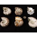 Traktor Rippen Ammonit Douvilleiceras natur 1 St&uuml;ck 65-80 mm 200-300 g Code G