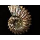 Traktor Rippen Ammonit Douvilleiceras natur 1 St&uuml;ck 65-80 mm 200-300 g Code G