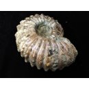 Traktor Rippen Ammonit Douvilleiceras natur 1 St&uuml;ck 65-80 mm 200-300 g Code G