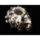 Traktor Rippen Ammonit Douvilleiceras natur 1 St&uuml;ck 65-80 mm 200-300 g Code G