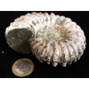 Traktor Rippen Ammonit Douvilleiceras natur 1 St&uuml;ck 65-80 mm 200-300 g Code G