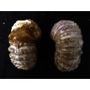 Traktor Rippen Ammonit Douvilleiceras natur 1 St&uuml;ck 65-80 mm 200-300 g Code G