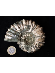 Traktor Rippen Ammonit Nr. 01 Douvilleiceras natur D 100...