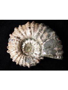 Traktor Rippen Ammonit Nr. 01 Douvilleiceras natur D 100...