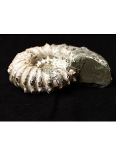 Traktor Rippen Ammonit Nr. 01 Douvilleiceras natur D 100 mm 300 g Madagaskar